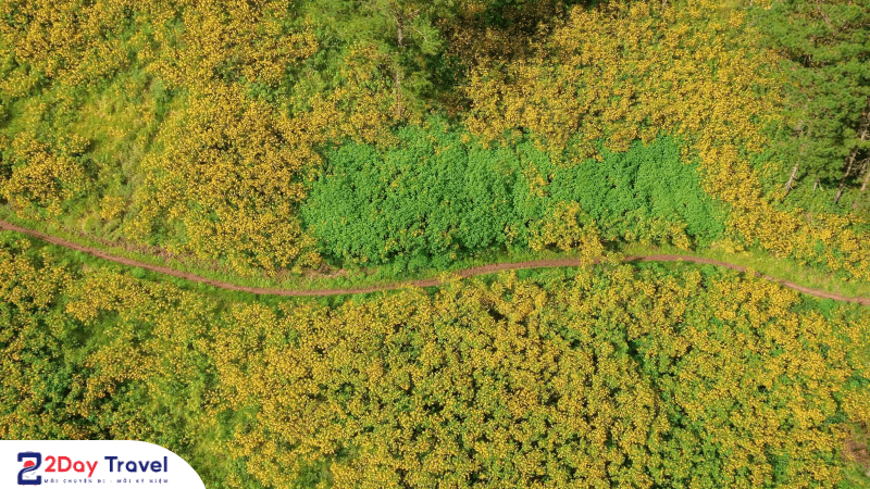 HOA DÃ QUỲ - NỞ RỘ KHẮP ĐÀ LẠT 8 Hoa dã quỳ nở khắp Đà Lạt