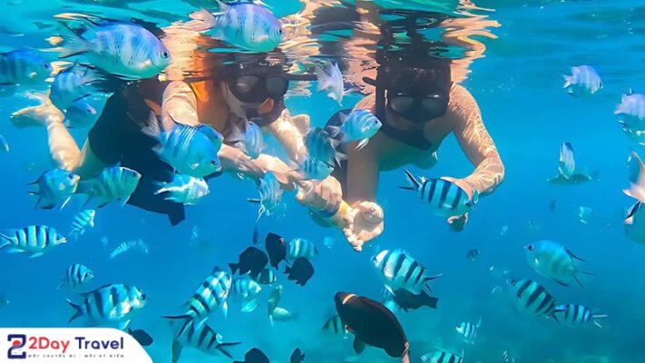 Du Xuân 2025 | Lựa chọn Tour đảo Nha Trang mùa Tết có nên? 11 Hoạt động lặn ngắm san hô ở Hòn Mun