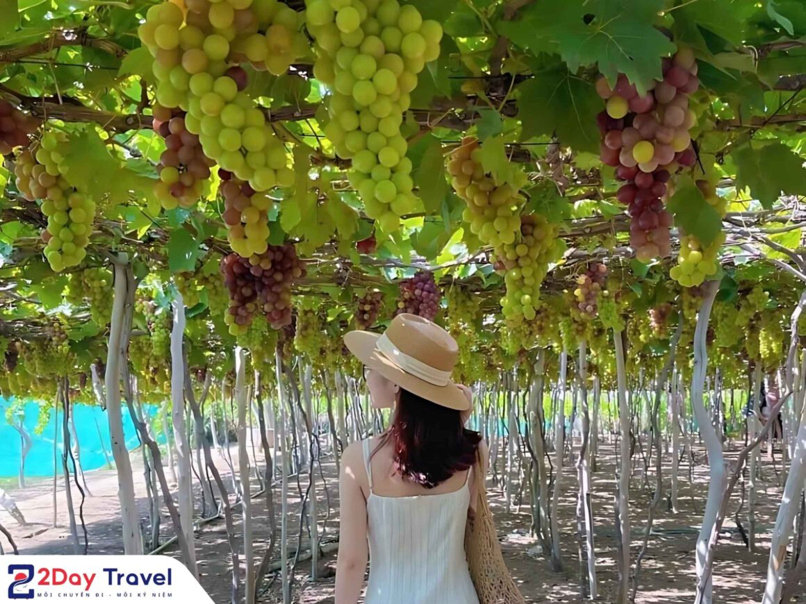 Tour trọn gói Nha Trang Vĩnh Hy 2n1d 2Day Travel