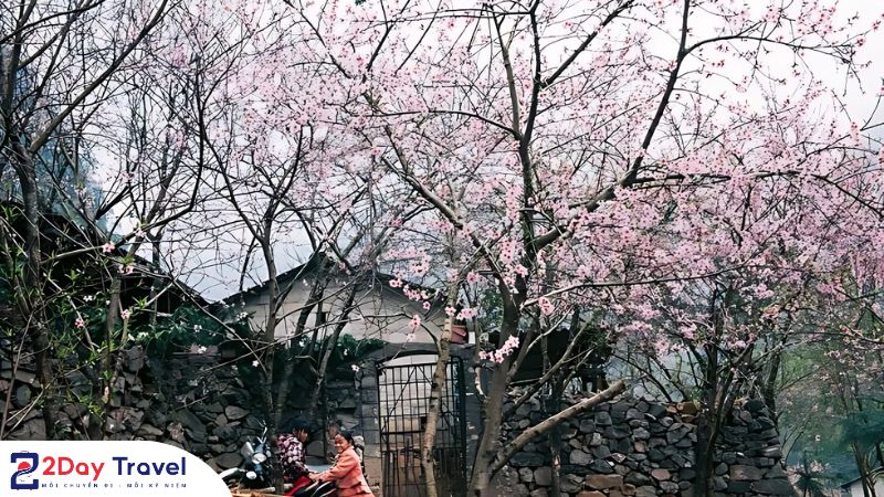 Phố Cáo – Góc yên bình đẹp mê hồn giữa lòng cao nguyên đá 8 Sắc xuân rực rỡ ở Phố Cáo