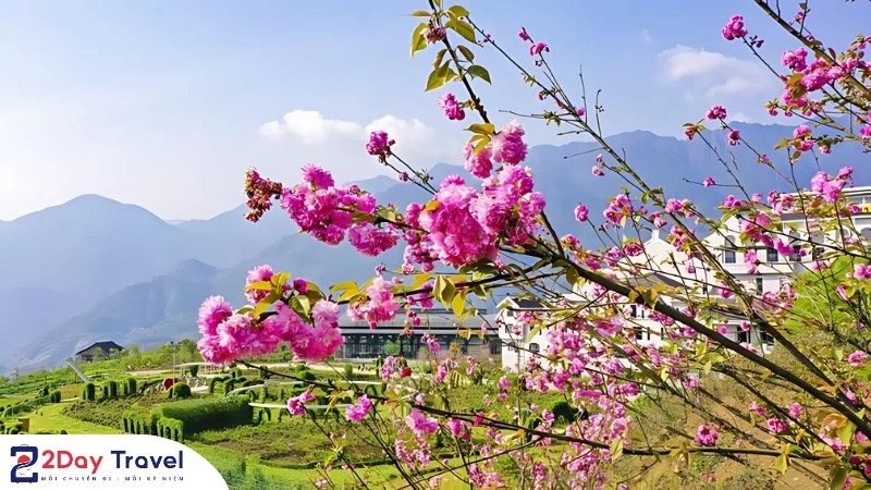 Vẻ đẹp mùa hoa nở tại dãy Hoàng Liên Sơn