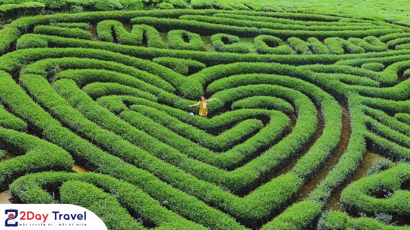 Bí mật Đồi chè trái tim Mộc Châu khiến ai đến cũng mê đắm