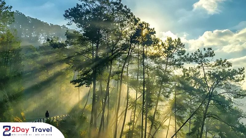 Rừng thông Yên Minh – “Đà Lạt” giữa lòng Đông Bắc